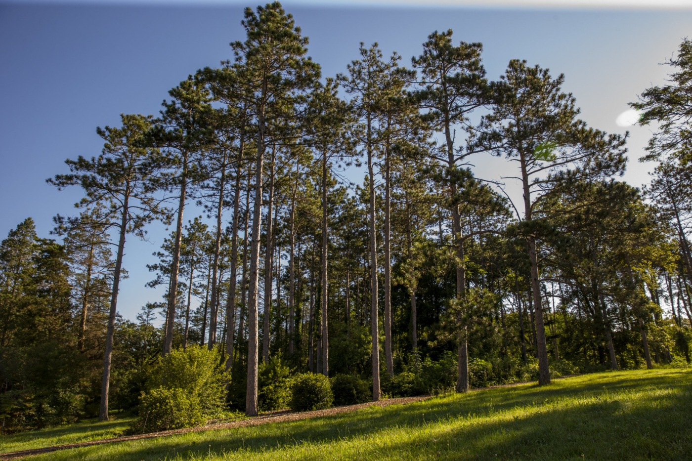 Photograph of a pine tree stand in the summertime at The Morton Arboretum