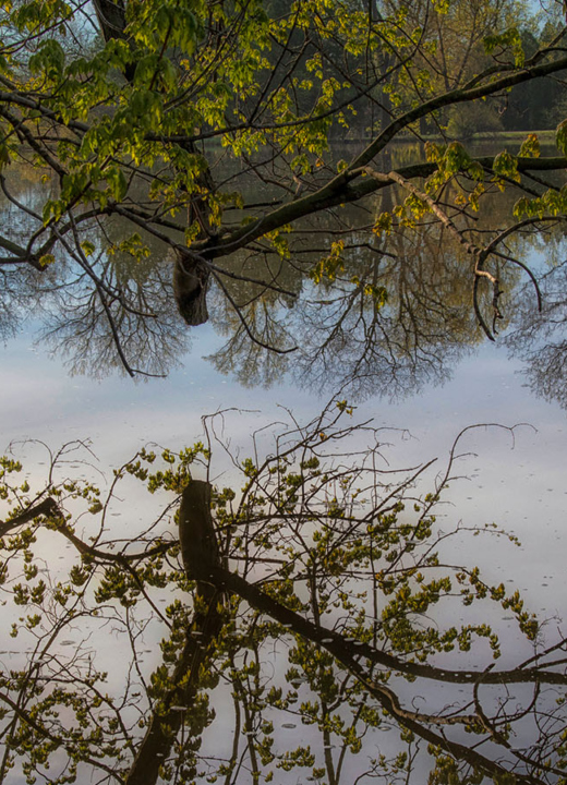 Tree branches reflecting in Lake Marmo