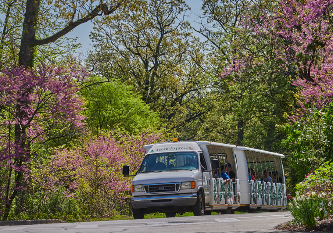 Families ride on the Acorn Express tram among bright pink redbuds in bloom.