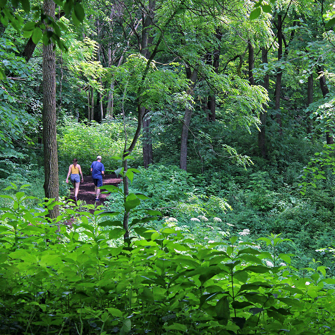 Couple hikes through the east woods in summer