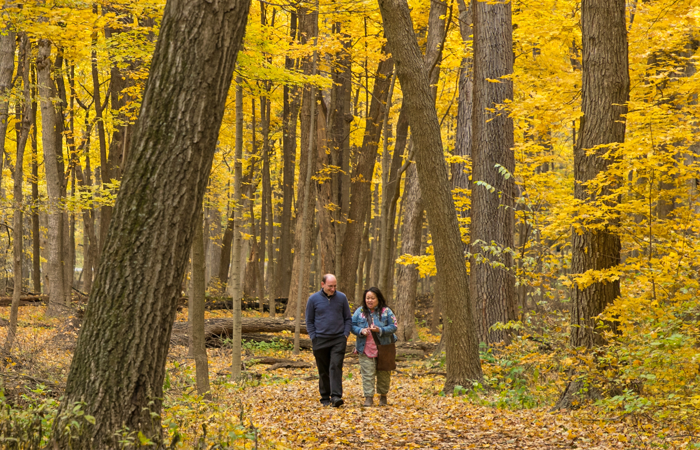 The Morton Arboretum