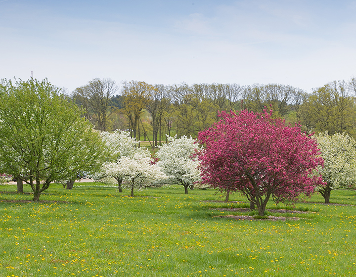 Crabapple Collection in spring