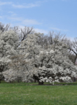 Magnolias bloom in the flowering trees collection in spring