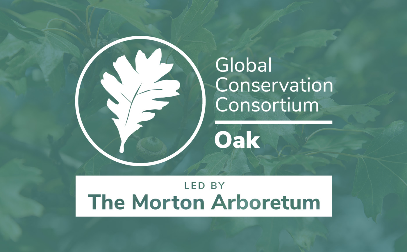 The Morton Arboretum