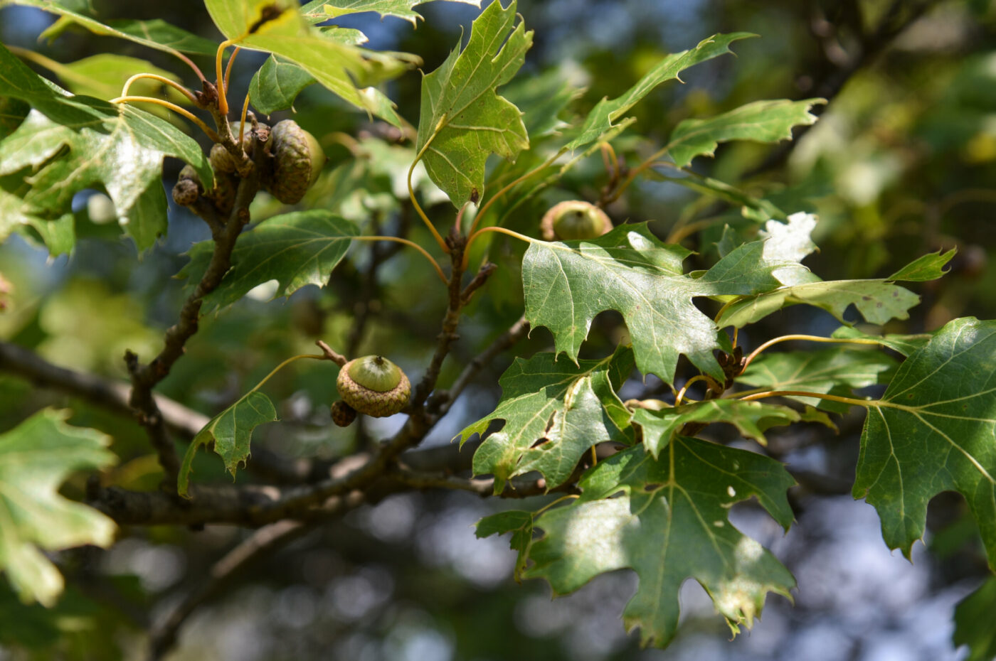 Closeup of Quercus Acerifolia leaves and acorns in summer