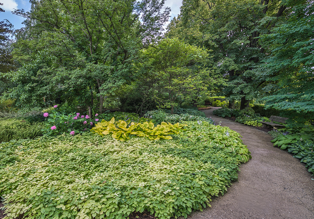 Ground cover garden in the summer