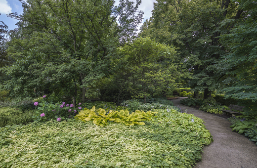 Ground Cover Garden in Summer