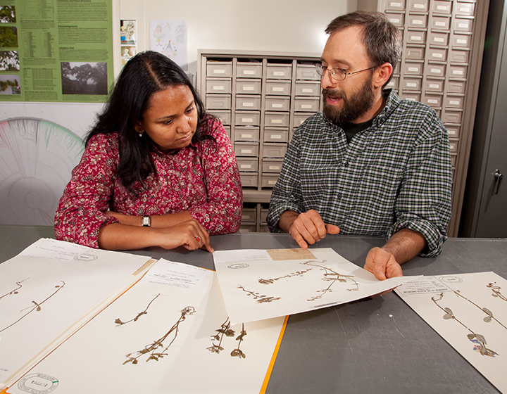 Staff looking at herbarium sheets