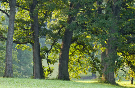 The Morton Arboretum
