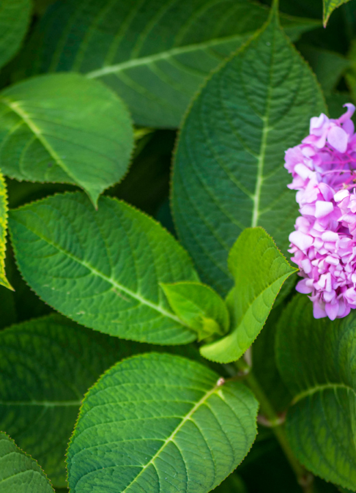 Close up of a hydrangea