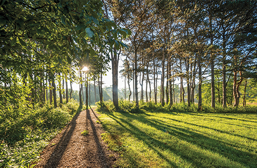 Sun shines through the Korean Collection in Summer