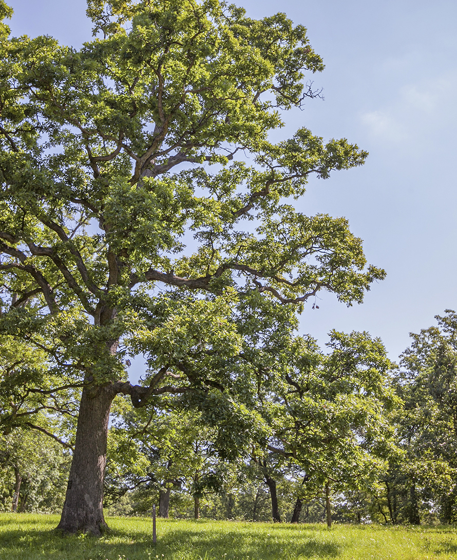 Millenium Oak in Sumer