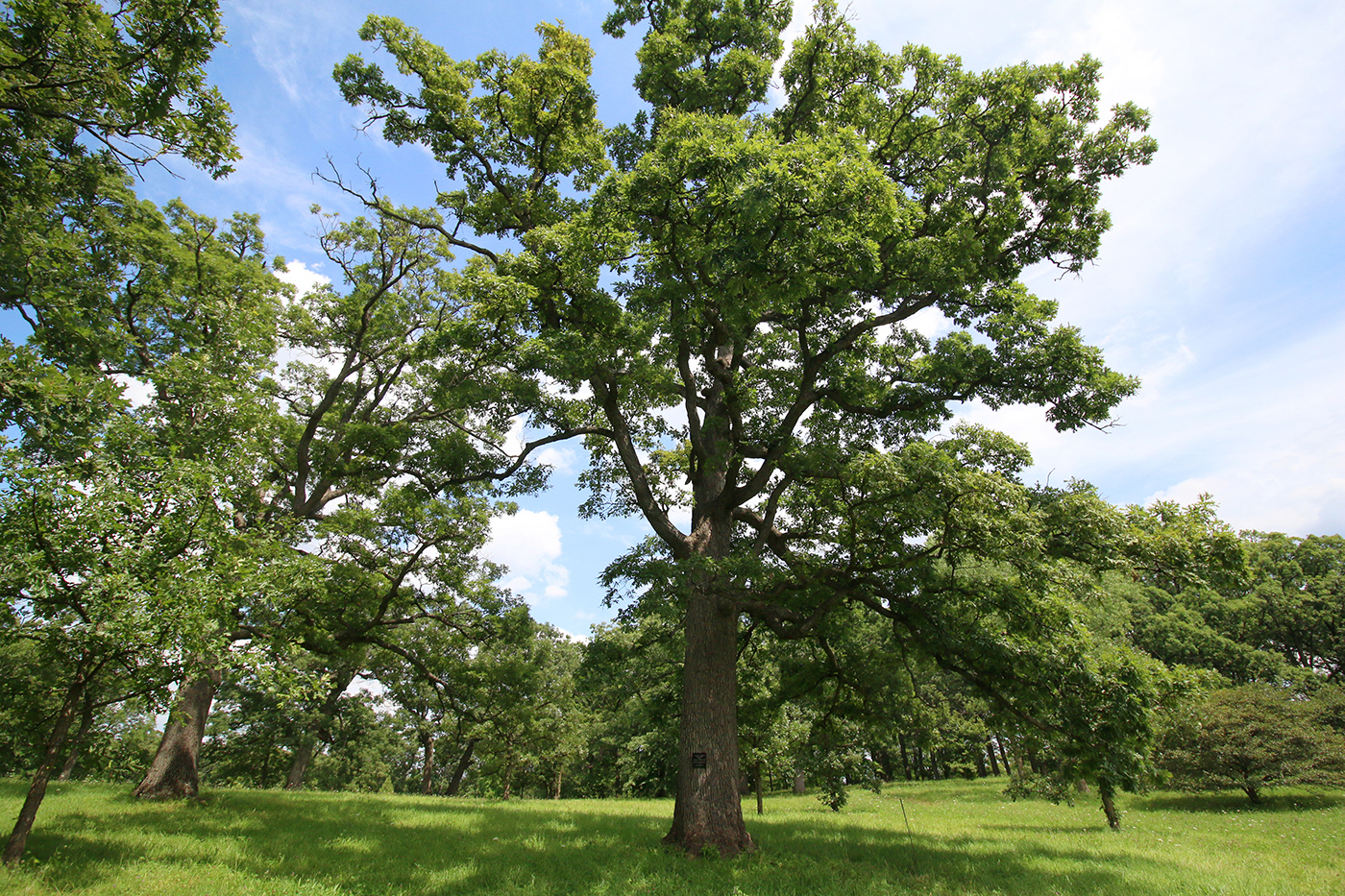 Large Millennium Oak in Summer