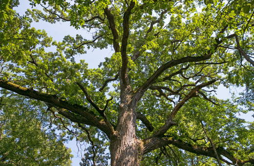 Looking upward at an oak tree