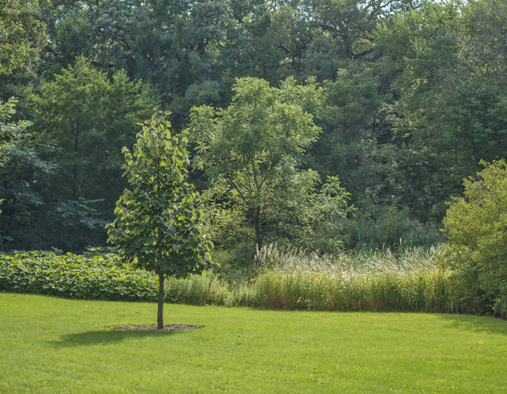 The Morton Arboretum