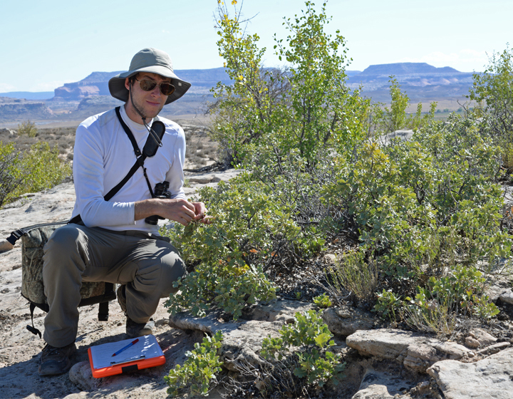 Sean Hoban examining an oak in the desert