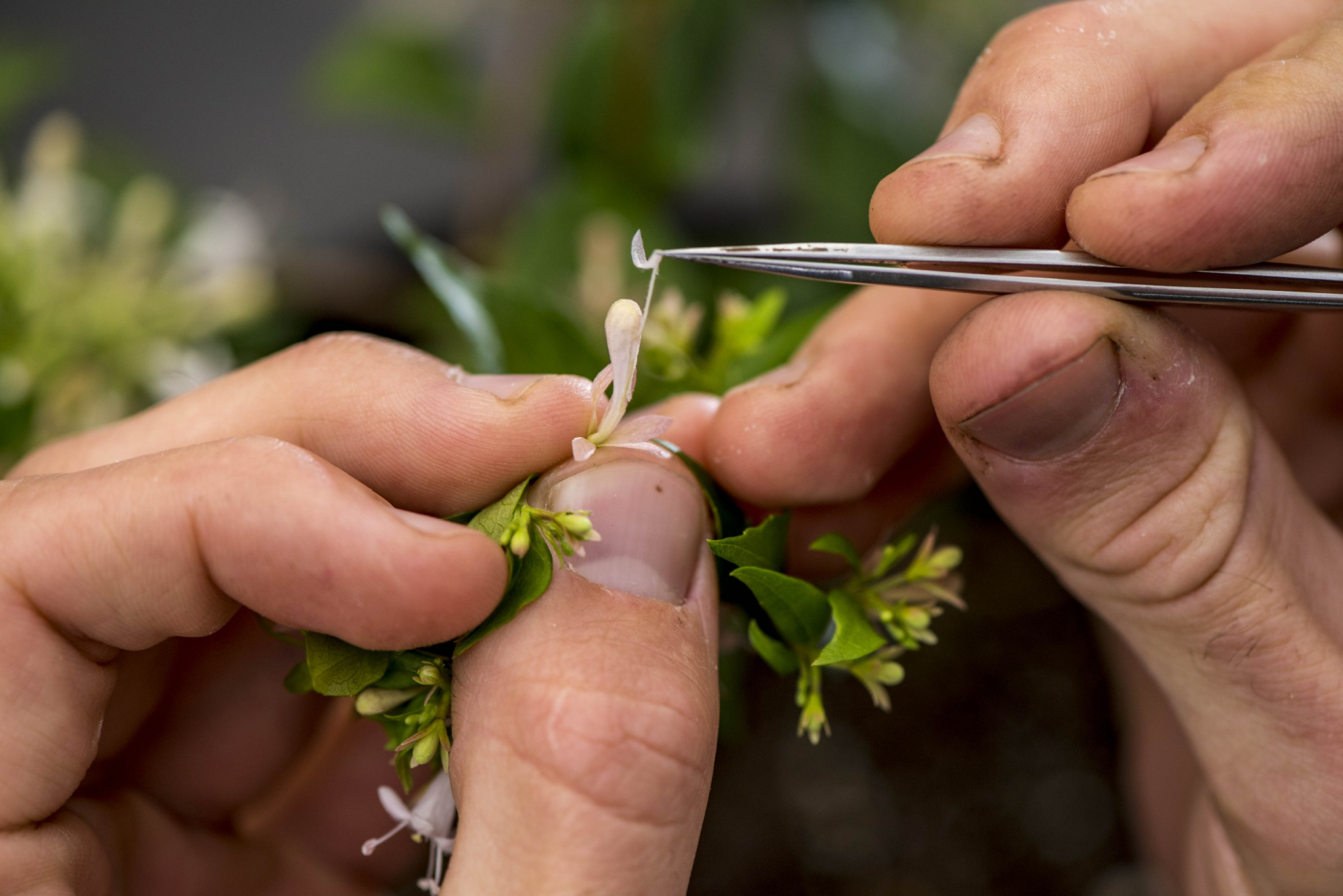 Researcher cross pollenating a flower