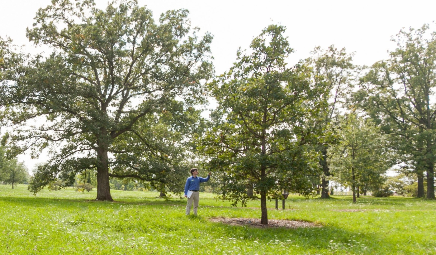Matt Lobdell looks at oak tree in the oak collection