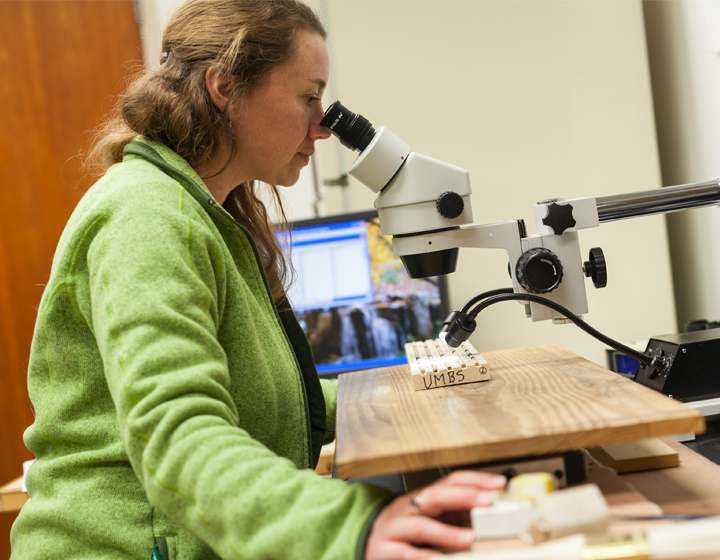 Researcher looking at tree cores through a microscope