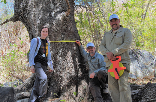 Researchers measure the diameter of an old tree in Mexico