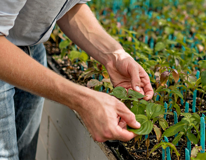 The Morton Arboretum