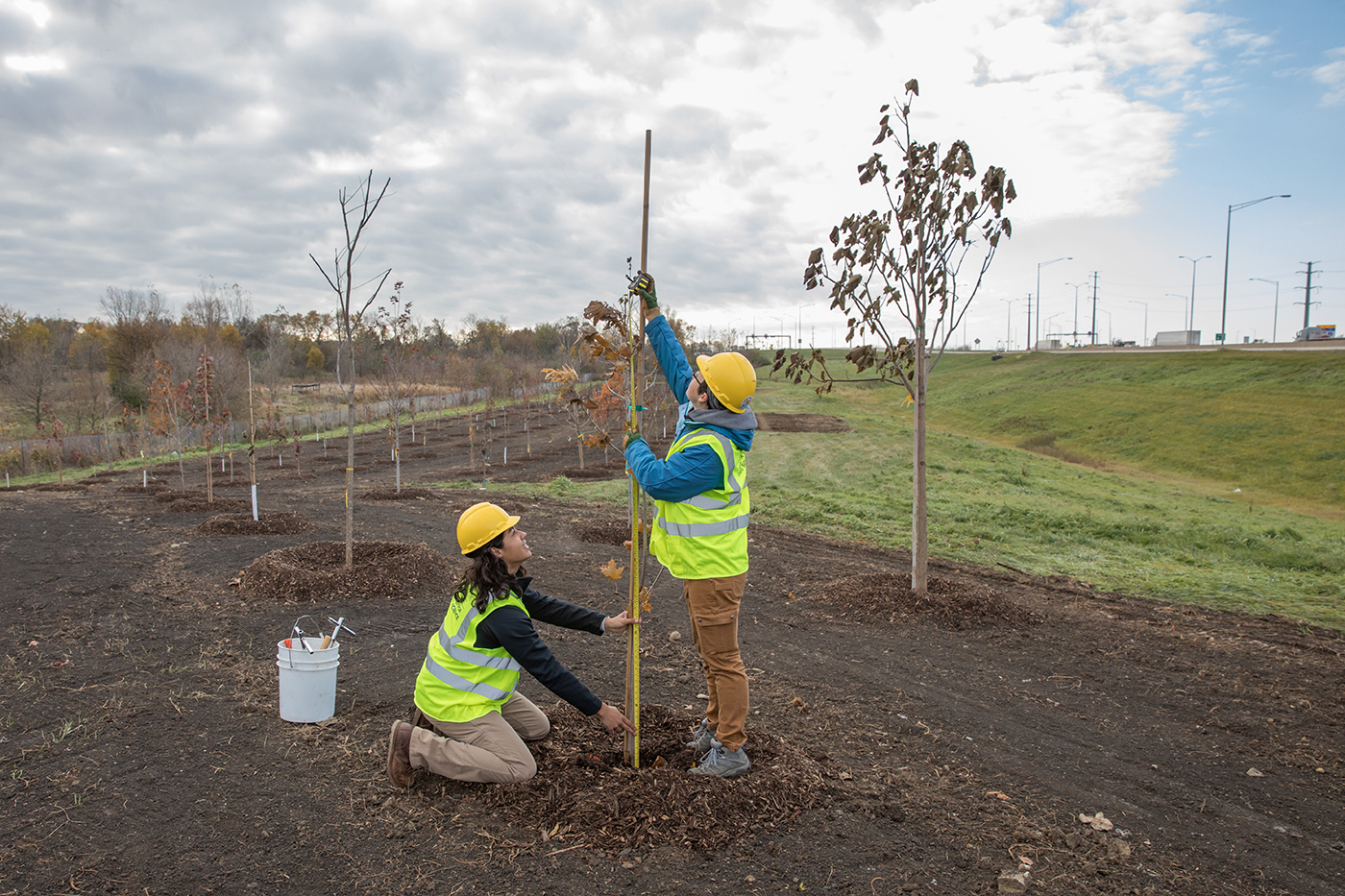 Researchers at the tollway plot measure a tree