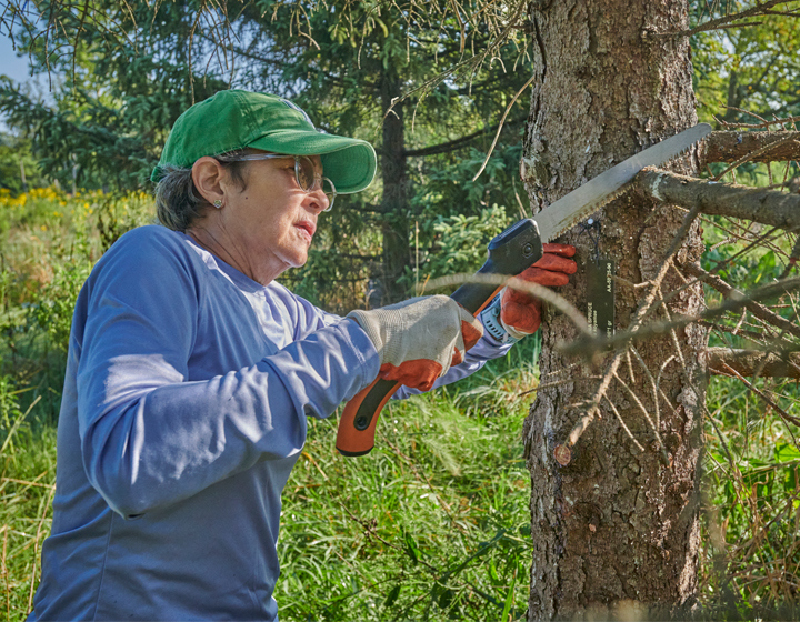 A volunteer prunes branches of an overgrown tree.
