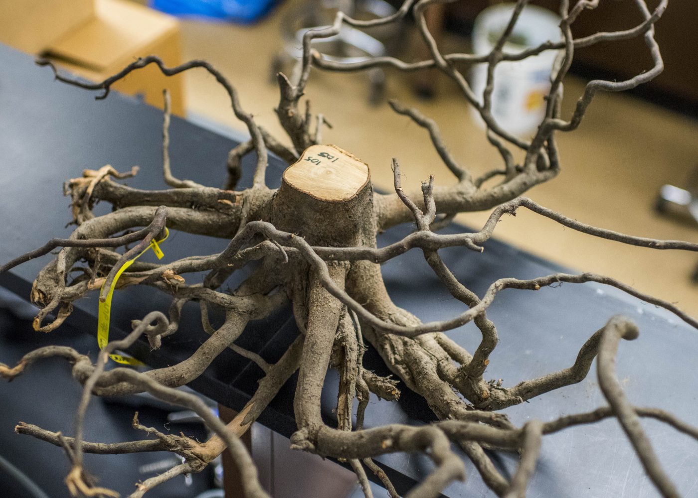 Tree roots on a table in the roots lab