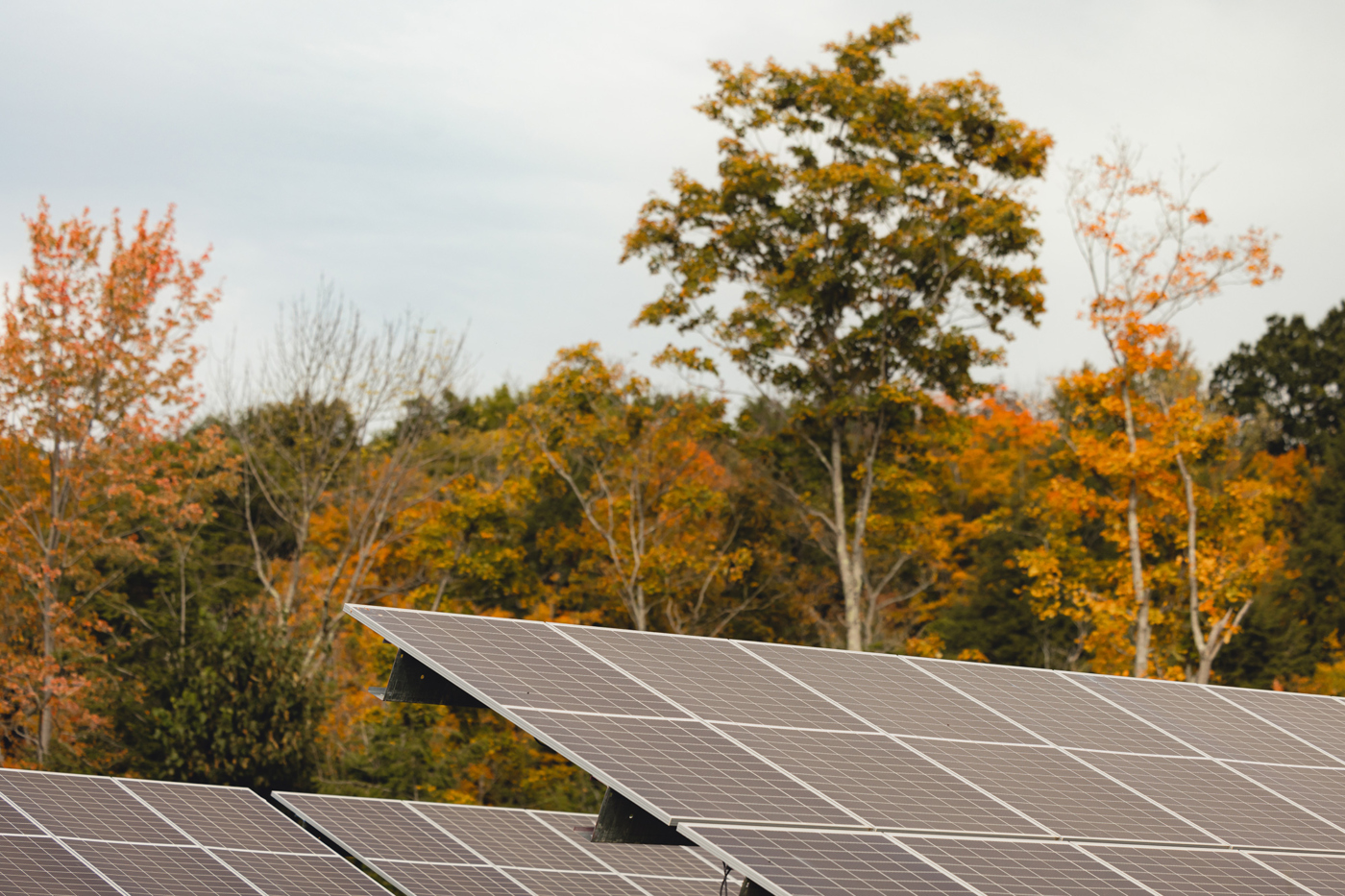 The Morton Arboretum
