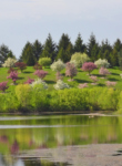Crabapple Lake in Spring