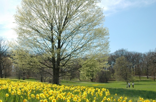 Visitors admiring a meadow full of daffodils in the spring.