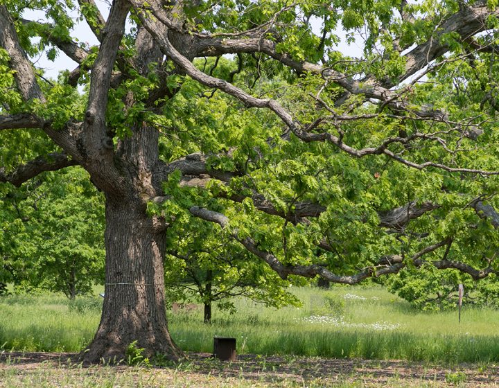 Tribute tree in the oak collection in Spring