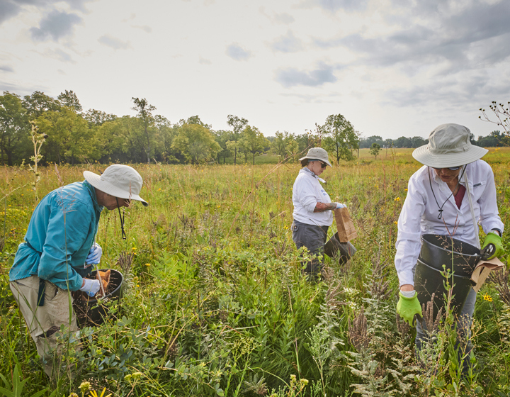 Volunteers collects seeds in the prairie.